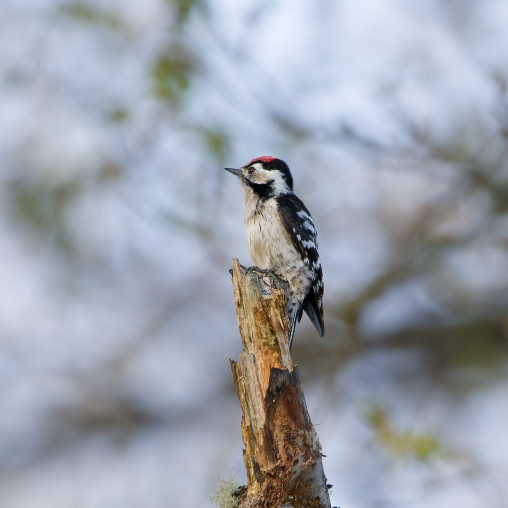 Photo of Lesser Spotted Woodpecker